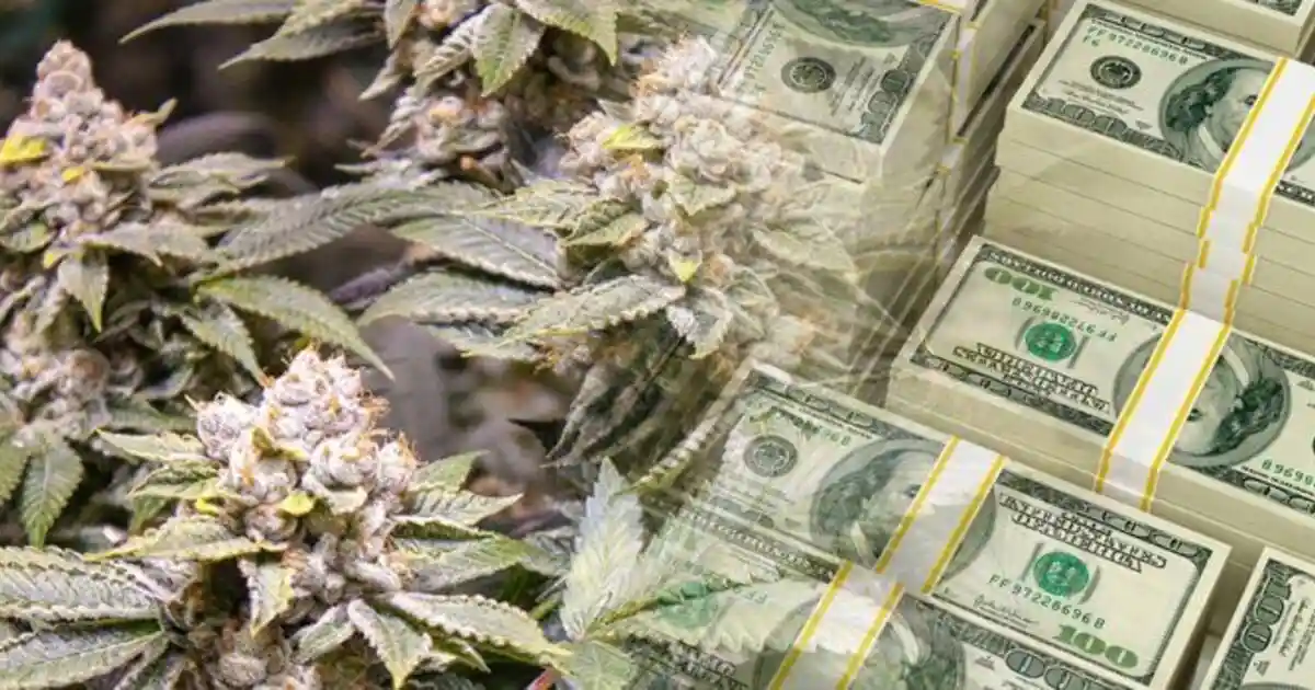 Benefits of Transparent Cannabis Banking