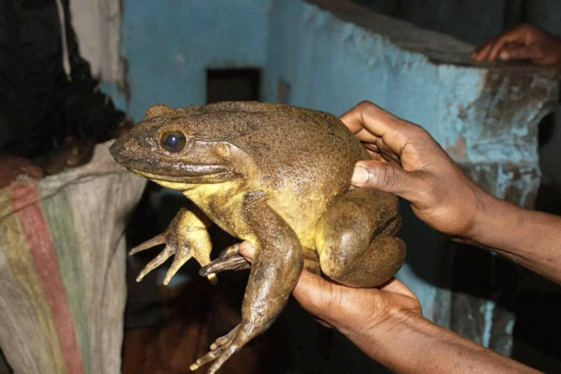 which gender of the bufo alvarius toad carys dmt​